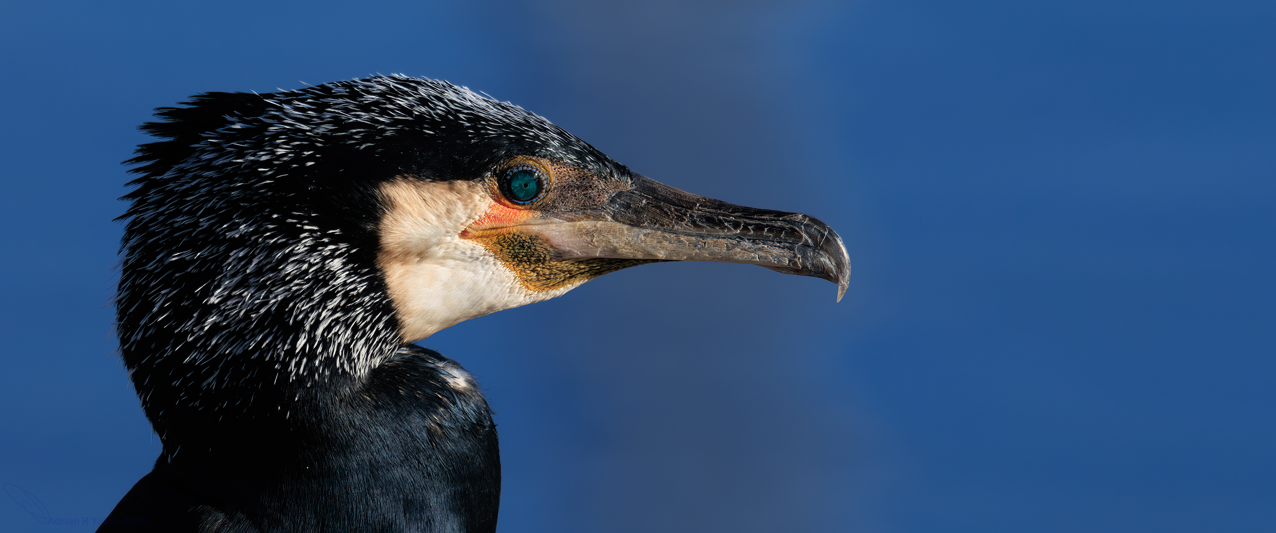 Phalacrocorax carbo